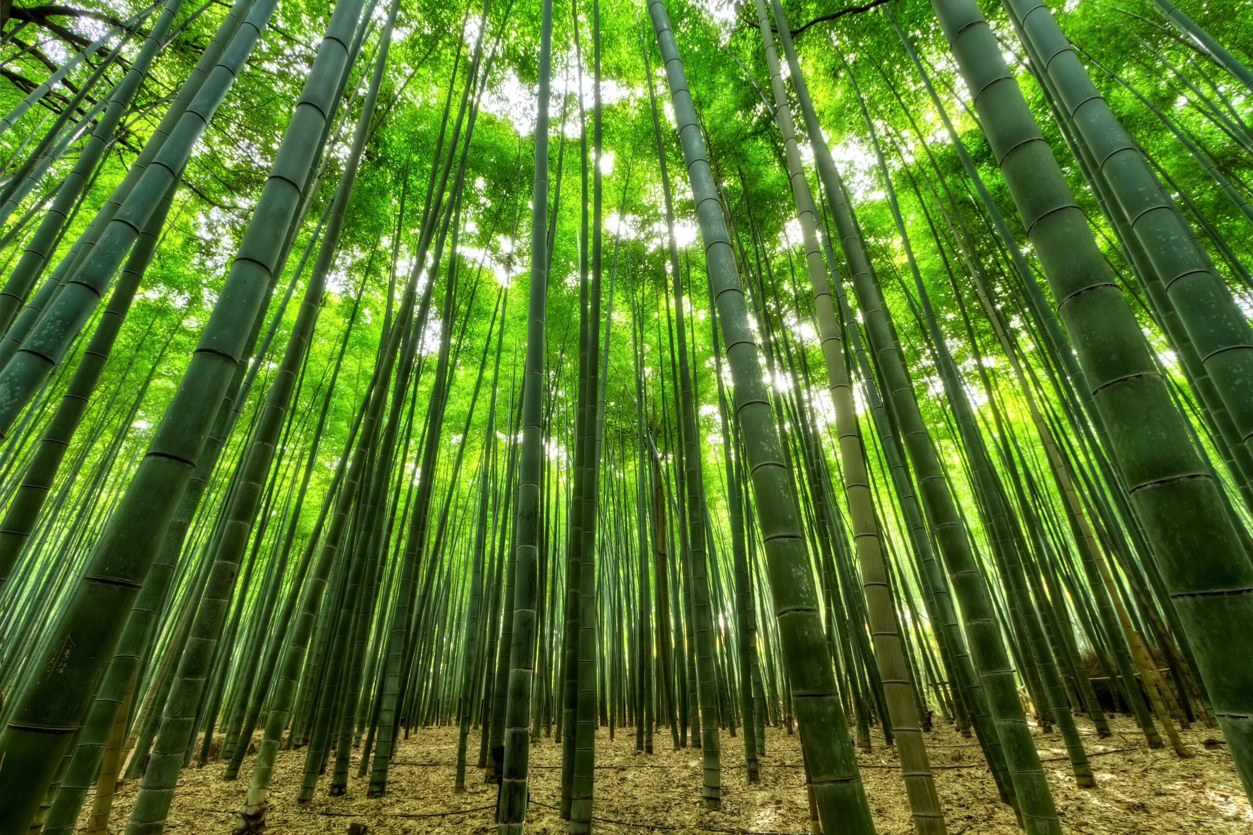 bamboe duurzaam