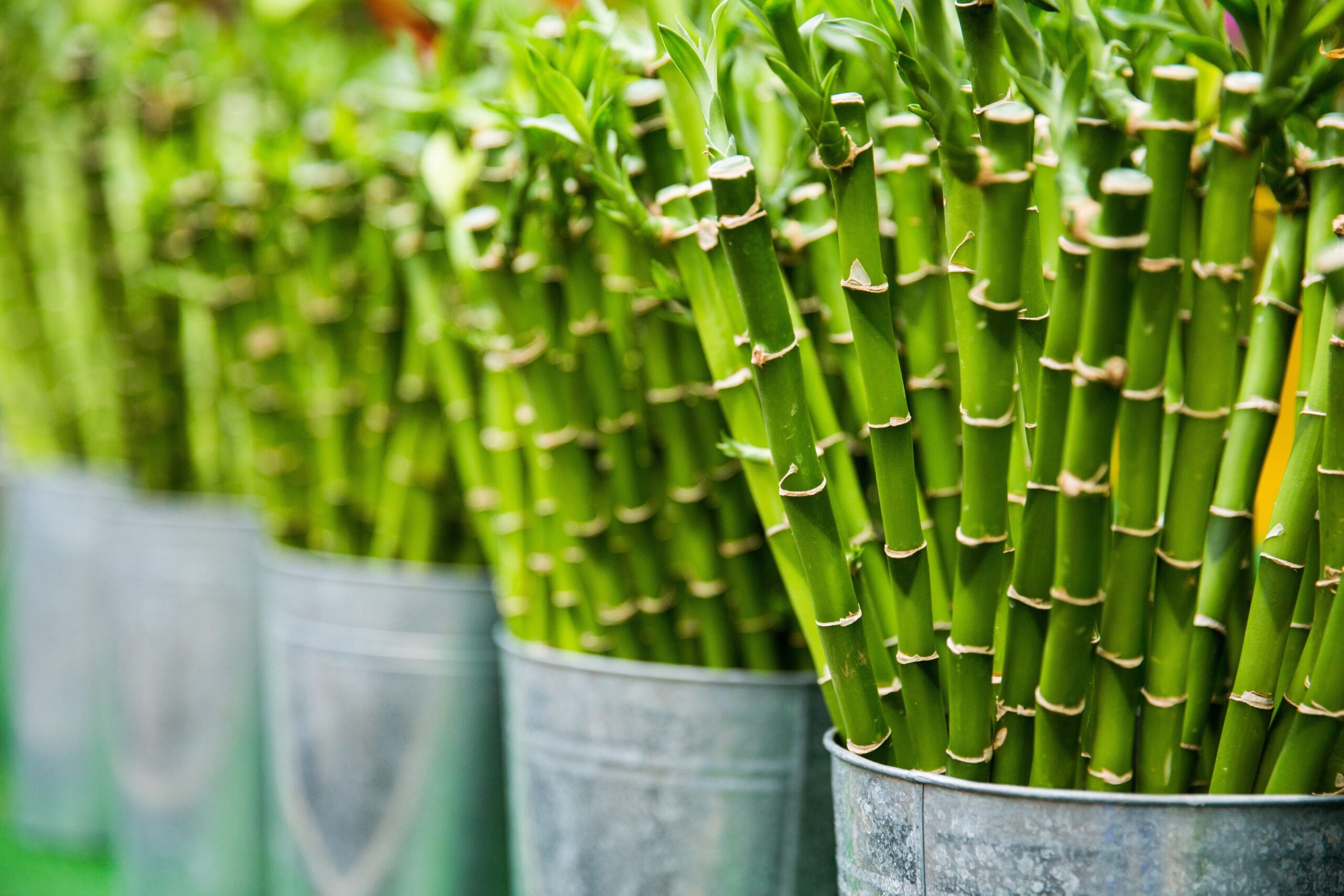Bamboe: hoe duurzaam is het?